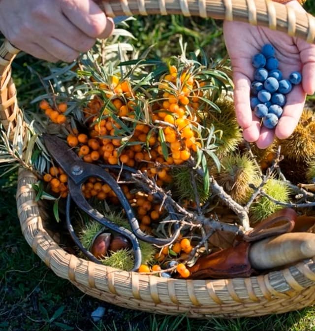 outdoorsman foraging