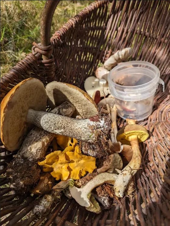mushroom foraging backcountry