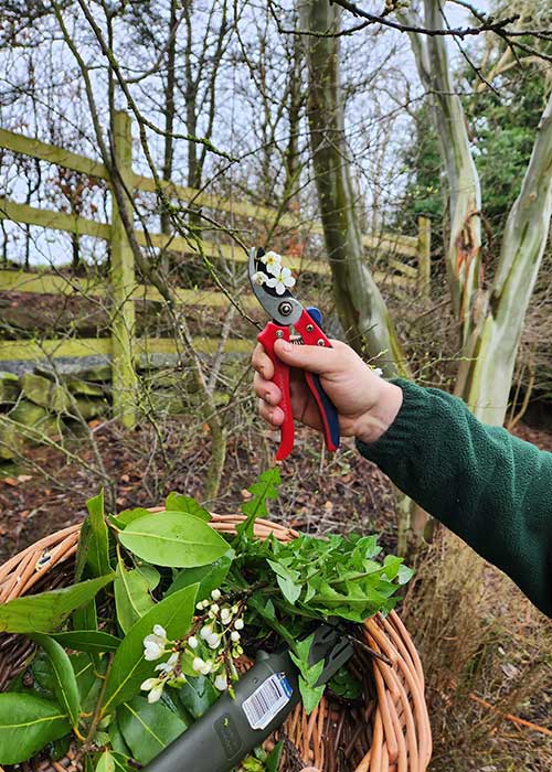 ballyburren foraging