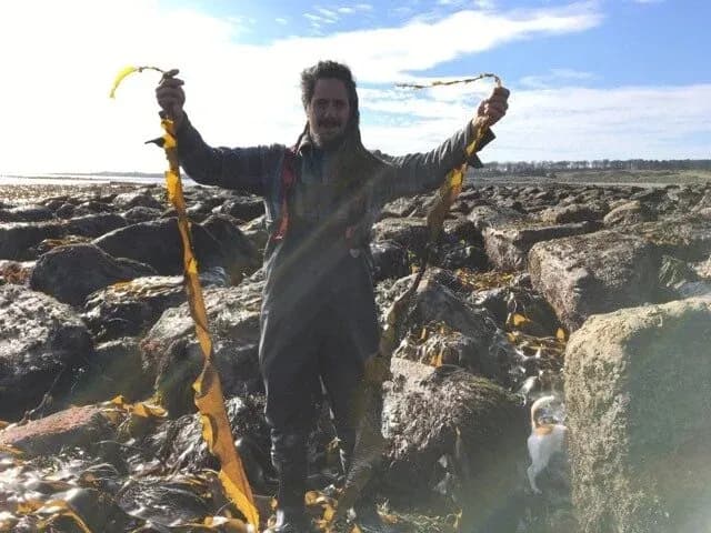 east neuk seaweed