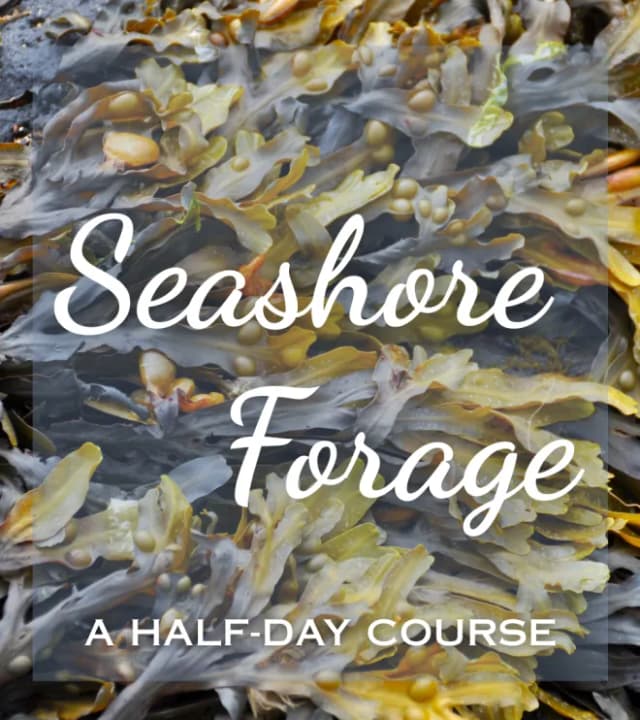 seashore foraging