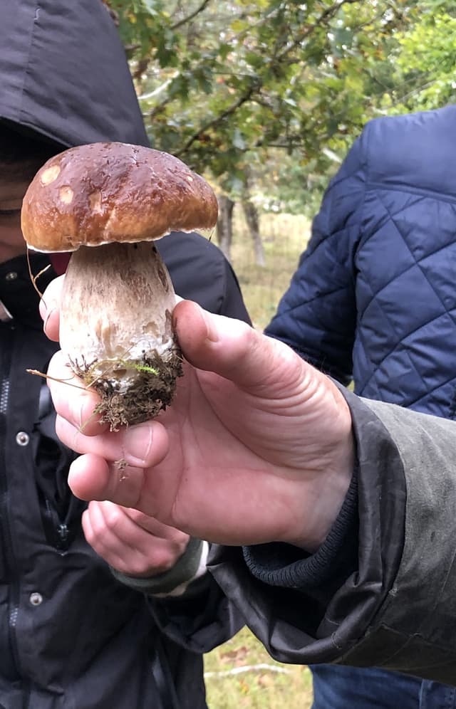 moondown mushroom foraging