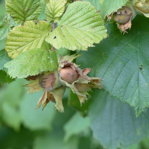 pippin and gile foraging