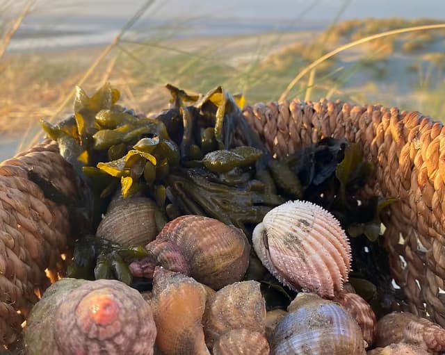 rewilding coastal foraging