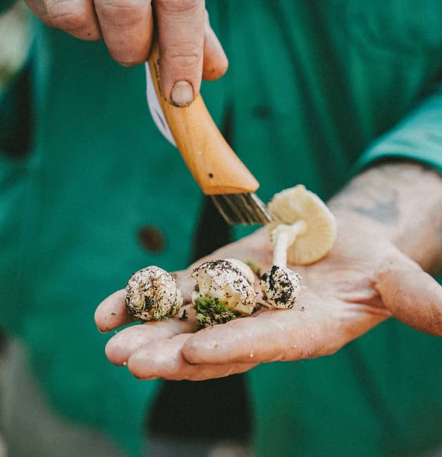 the estate hampshire foraging