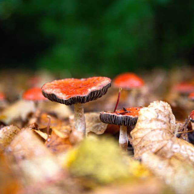 the newt mushroom masterclass