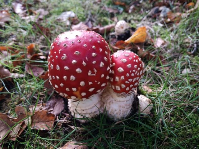 the wild side of life, mushroom foraging