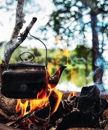 totally wild foraging