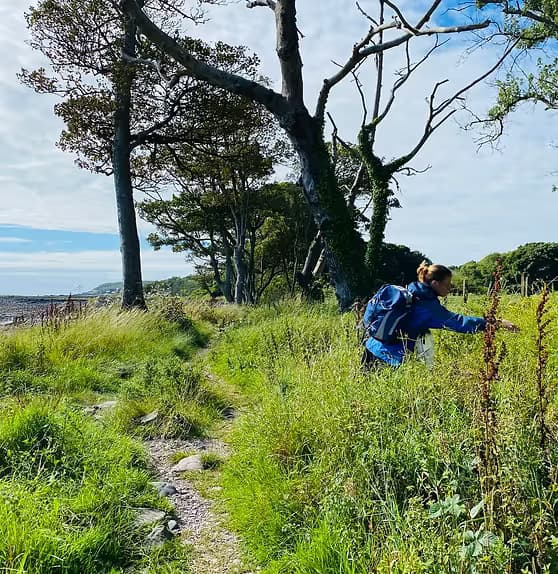 way of the wild foraging
