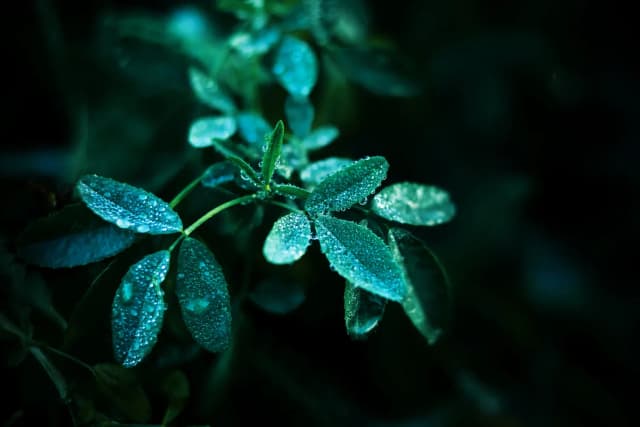 wedgewood restaurant