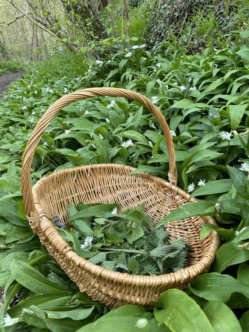 wild seasons foraging