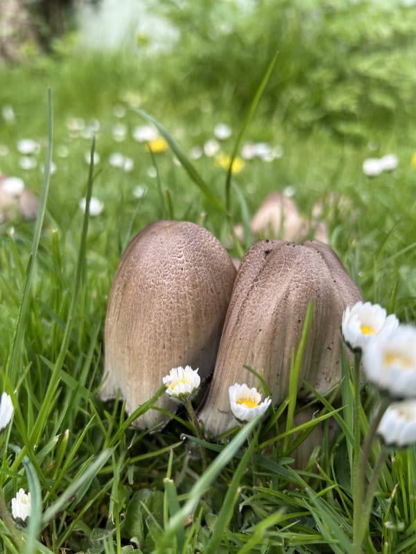 wild weeds foraging