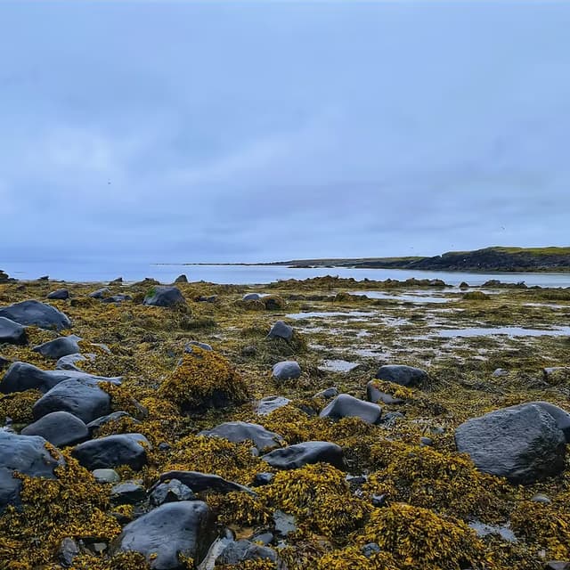 wildedge coastal foraging