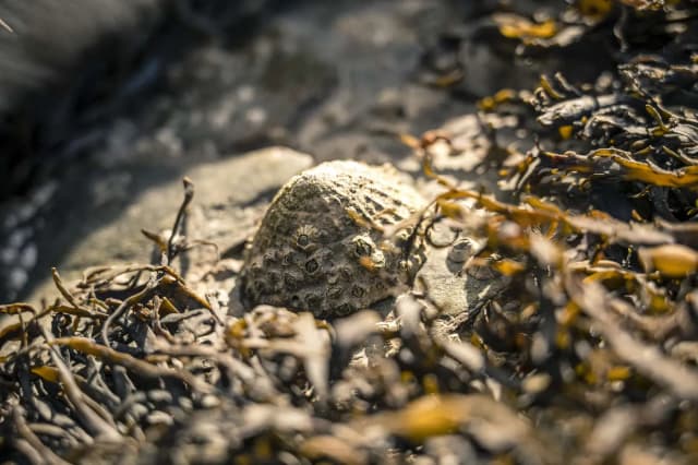 wild food people coastal foraging