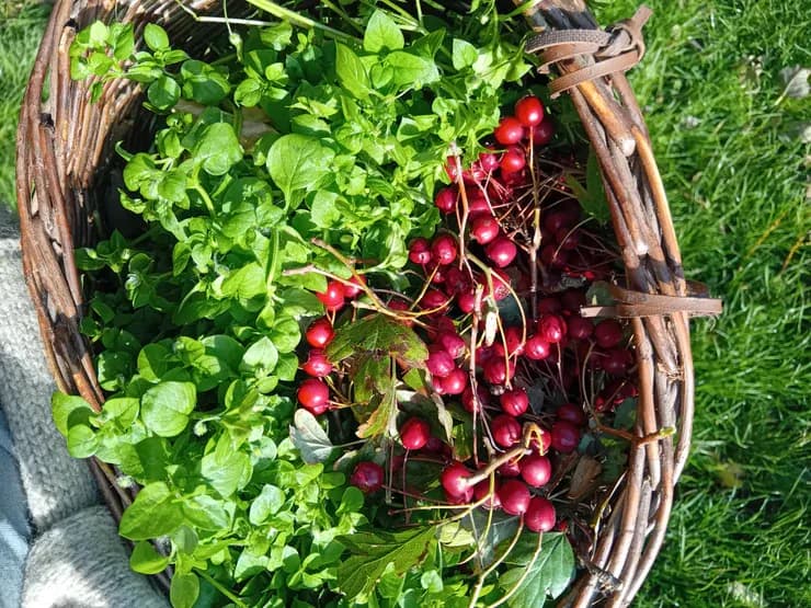 forage fine foods