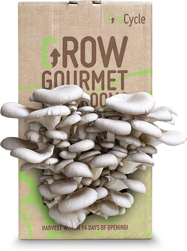 grow your own mushrooms
